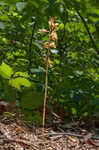 Spiked crested coralroot